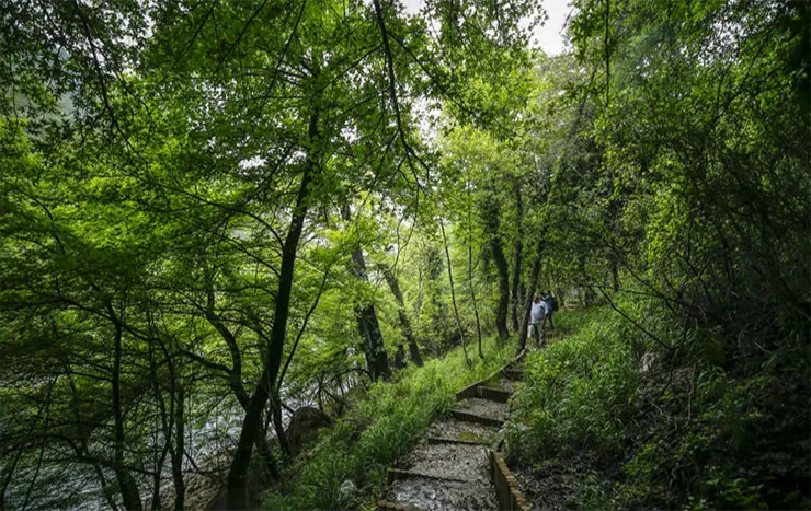 Sığla Ormanı Tabiat Parkı