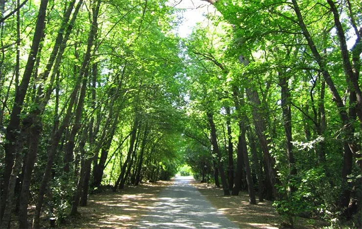 Sığla Ormanı Tabiat Parkı