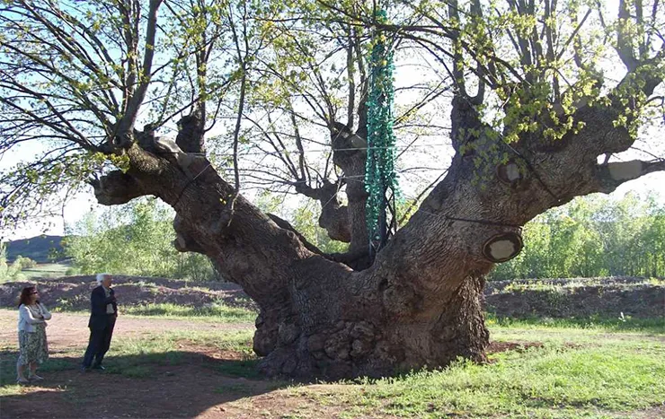 Kocameşe