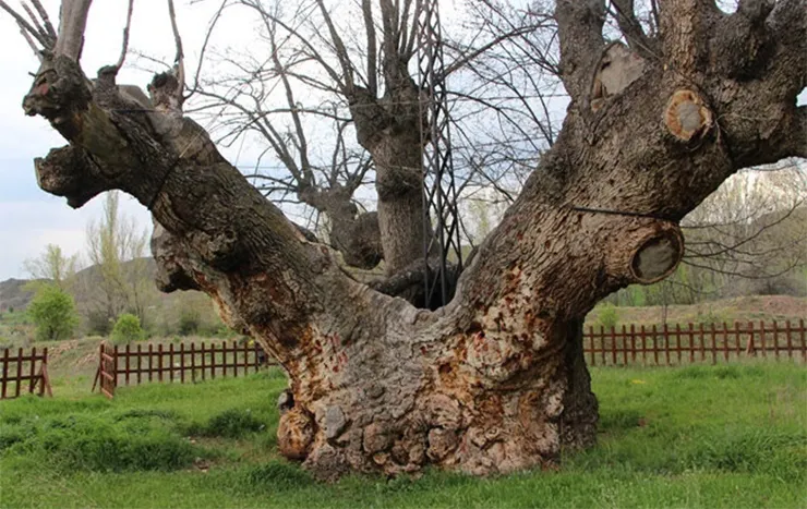 Kocameşe