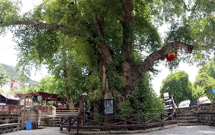 Musa Ağacı