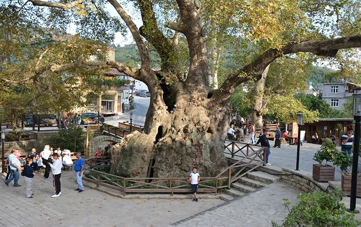 Musa Ağacı