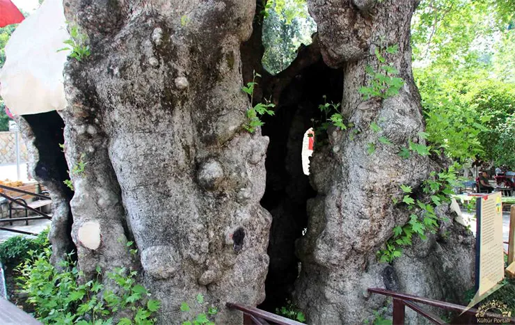Musa Ağacı