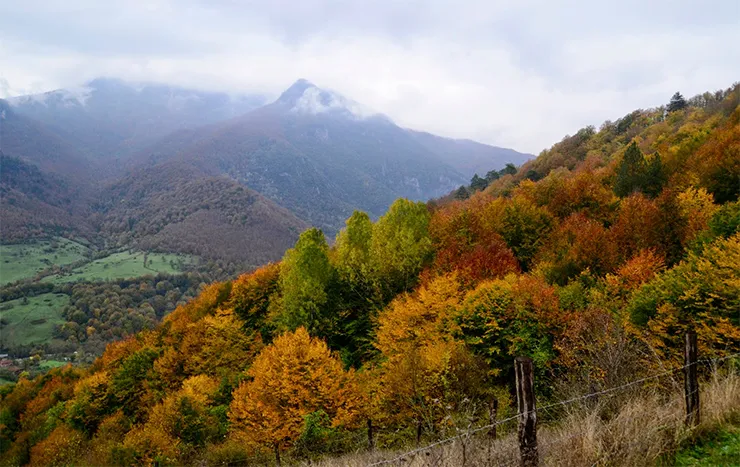 Yenice Kent Ormanı