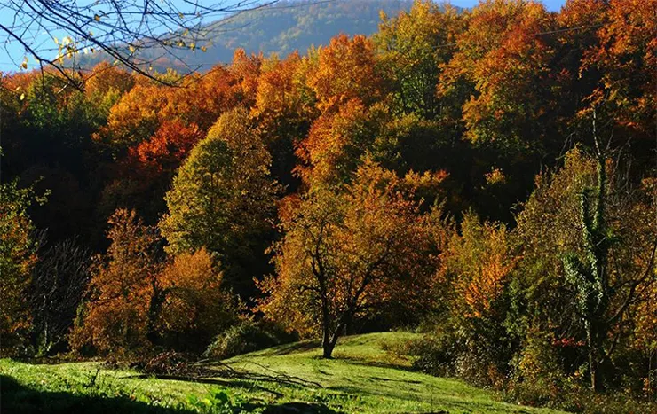 Yenice Kent Ormanı