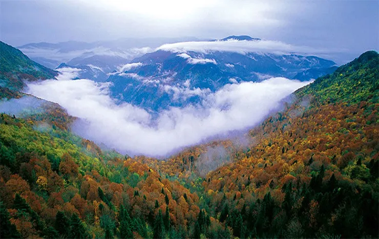 Yenice Kent Ormanı