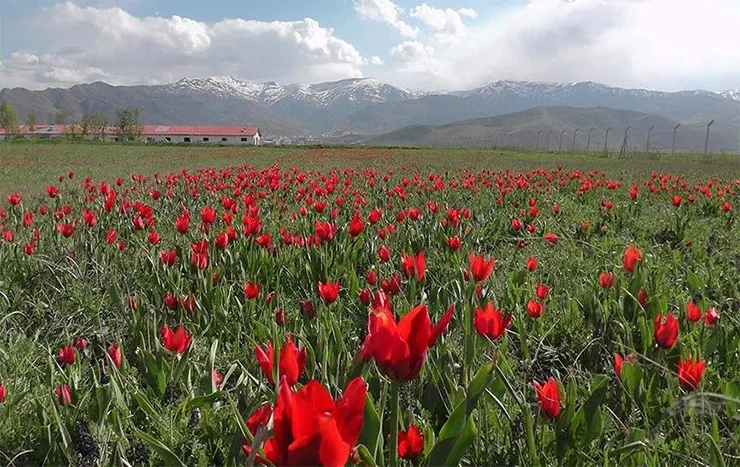 Muş Ovası