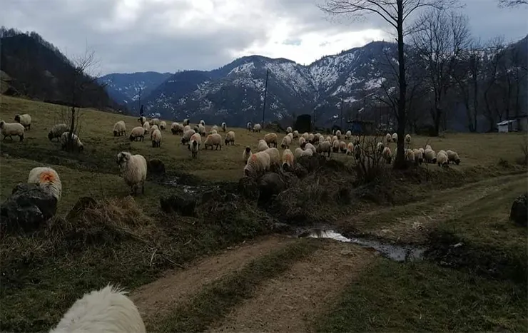 Ahlanköröz Dağı Yaylaları