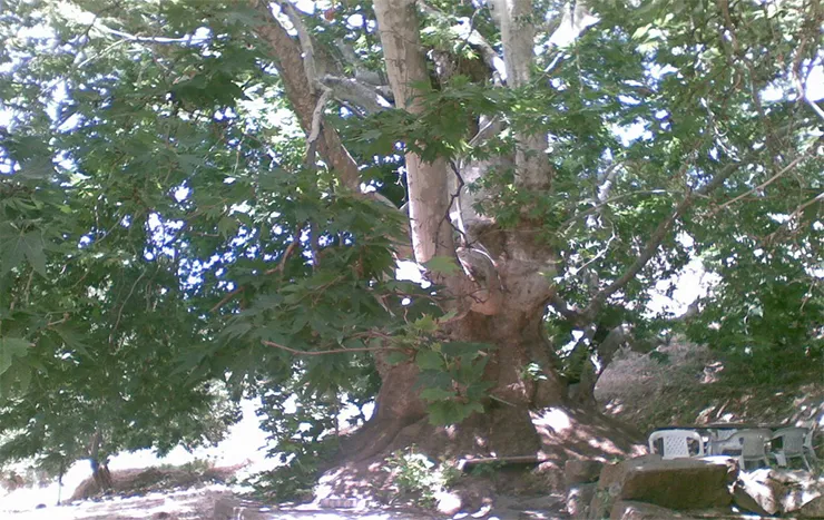 Anıt Çınar Ağacı