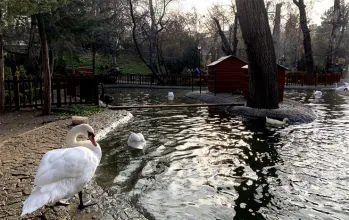 Kuğulu Park