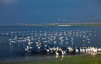 Manyas Gölü ve Kuş Cenneti Milli Parkı