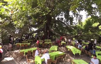 Tarihi İnkaya Çınarı