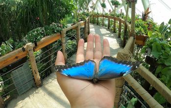 Konya Kelebekler Vadisi (Tropikal Kelebek Bahçesi)