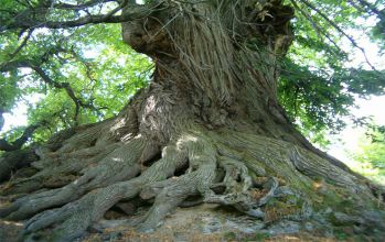 Kütahya Bin Yıllık Kestane Ağacı