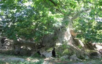 Anıt Çınar Ağacı