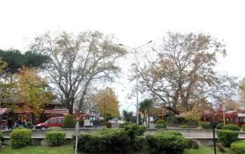 Zonguldak Fetih Çınarları